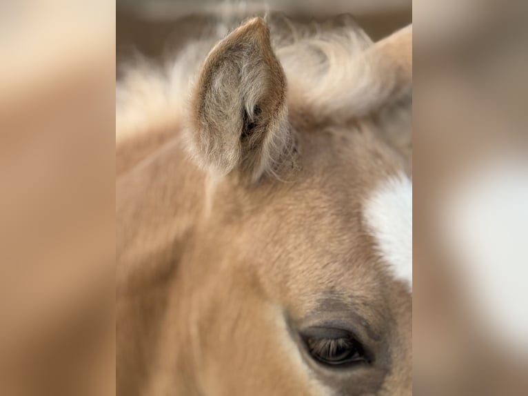 Ferien auf dem Ponyhof - Reiten
