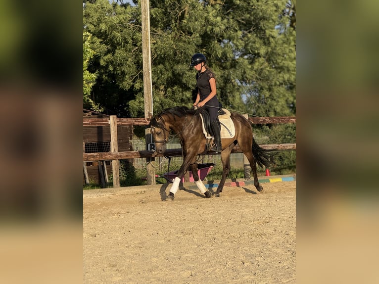 Ferien auf dem Ponyhof - Reiten