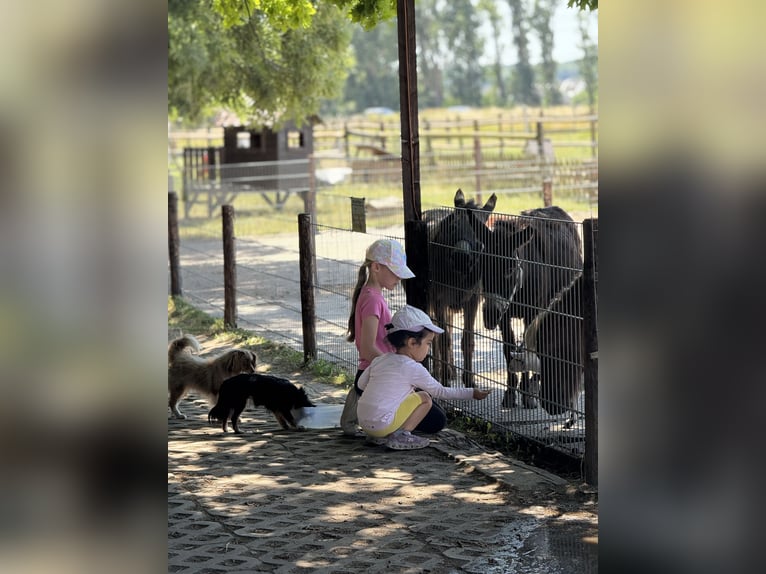 Ferien auf dem Ponyhof - Reiten