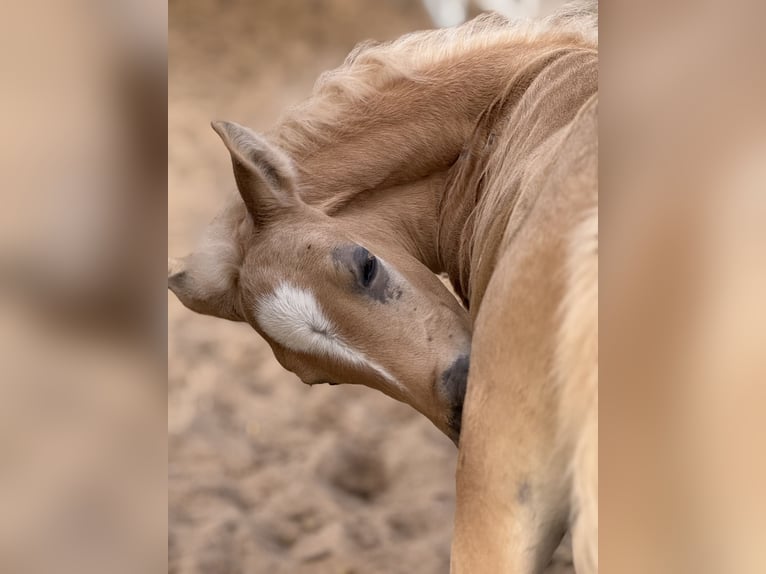 Ferien auf dem Ponyhof - Reiten
