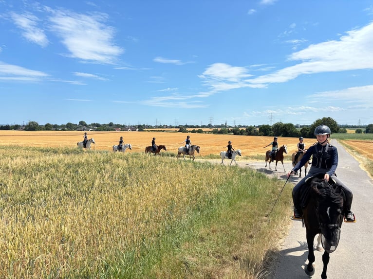 Ferien auf dem Ponyhof - Reiten