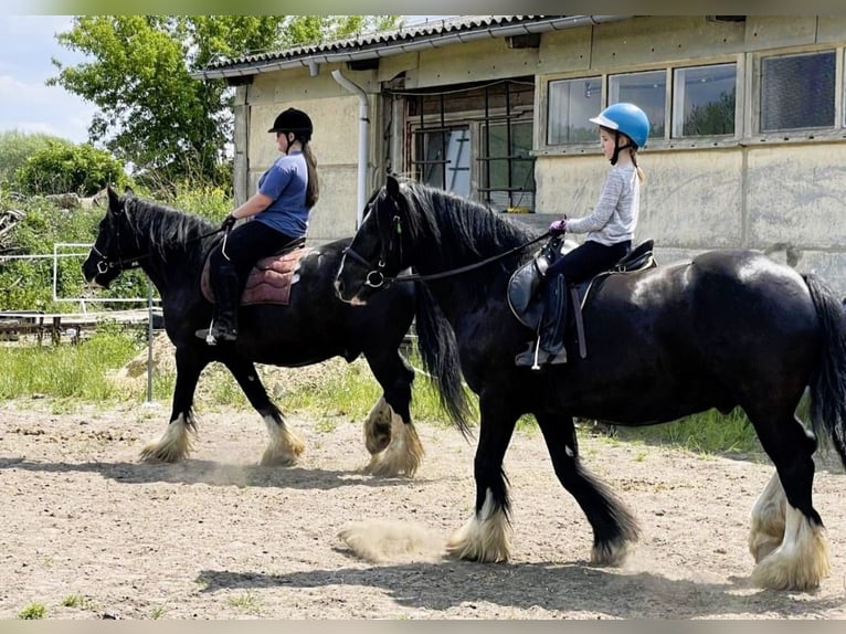 Reiterferien auf dem Reiterhof 🐎