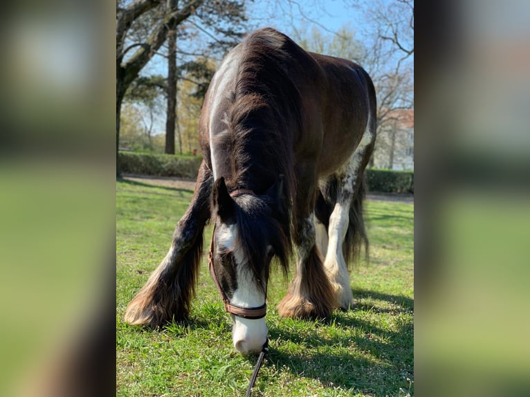 Reiterferien auf dem Reiterhof 🐎