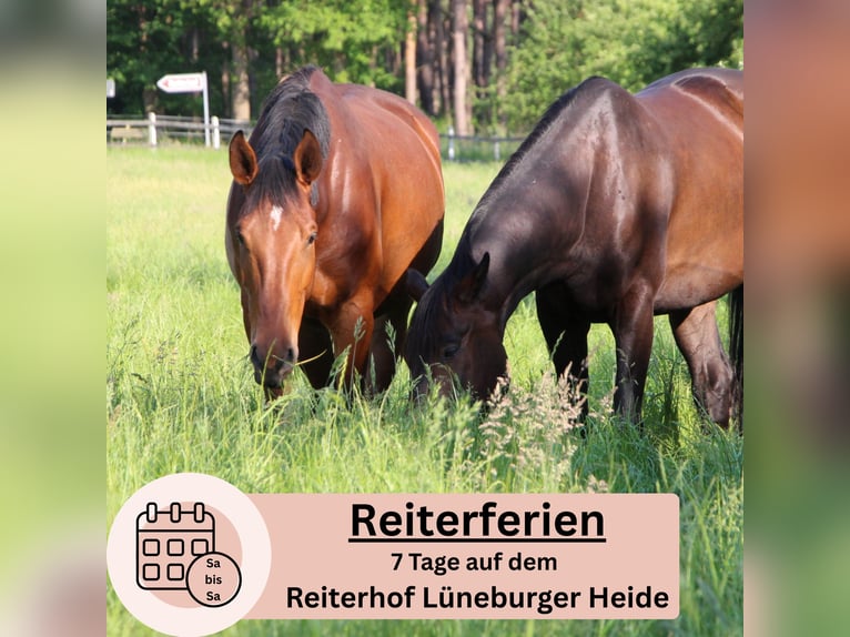 Reiterferien auf dem Reiterhof Lüneburger Heide