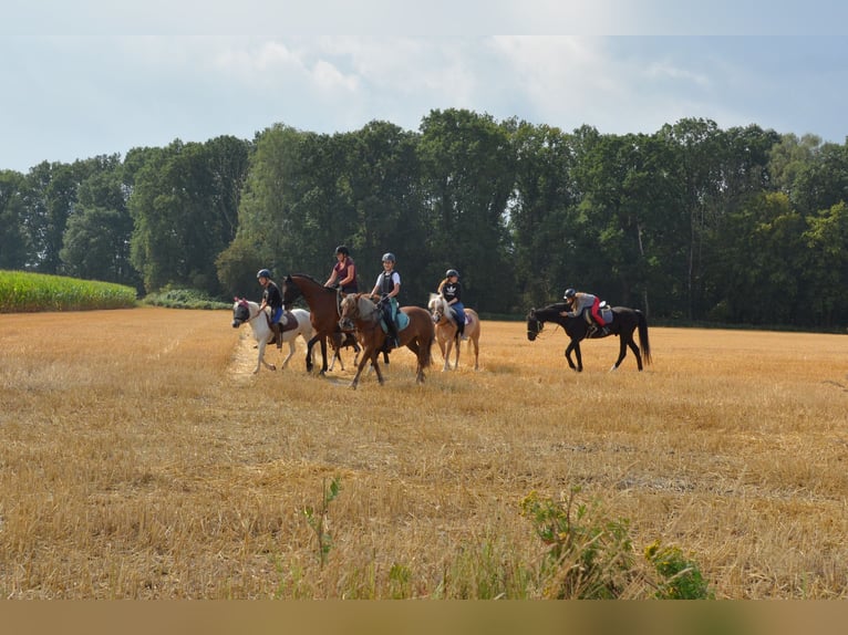 Reiterferien für Kinder in der Lüneburger Heide in kleinen Gruppen