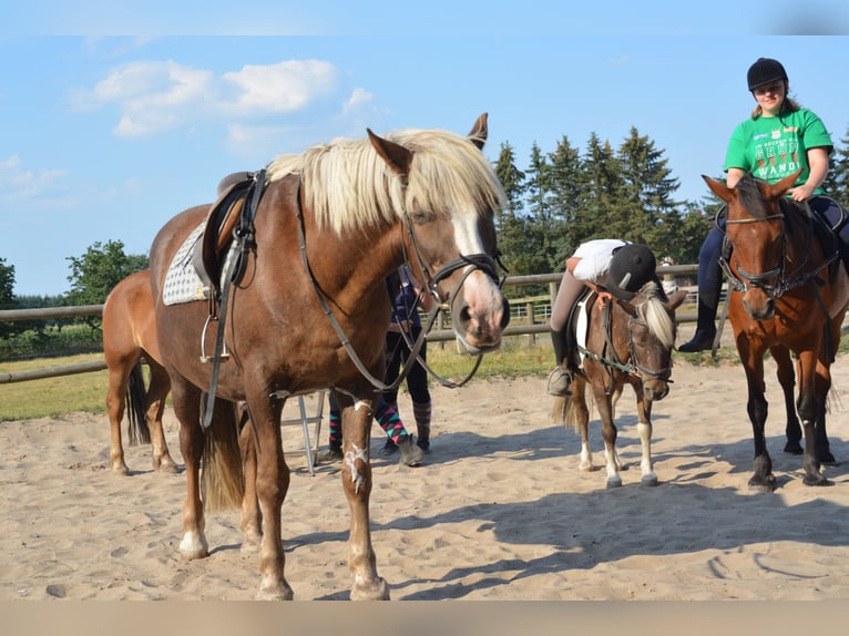 Reiterferien für Kinder in der Lüneburger Heide in kleinen Gruppen