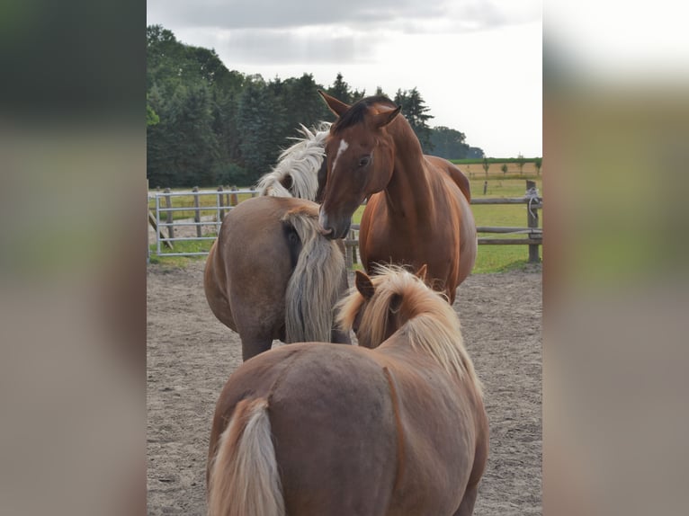 Reiterferien für Kinder in der Lüneburger Heide in kleinen Gruppen