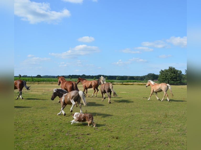Reiterferien für Kinder in der Lüneburger Heide in kleinen Gruppen