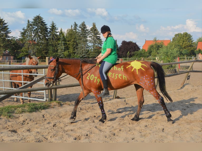 Reiterferien für Kinder in der Lüneburger Heide in kleinen Gruppen