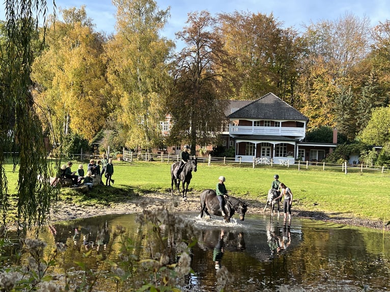 Reiterferien für Kinder in der Lüneburger Heide seit über 60 Jahren