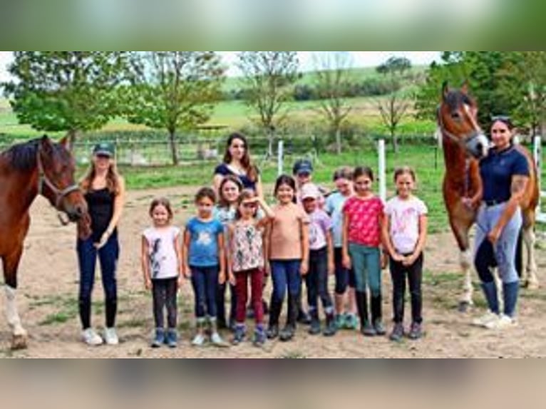 Reiterferien für Kinder - Sommer