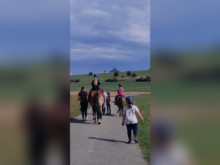 Reiterferien für Kinder - Sommer