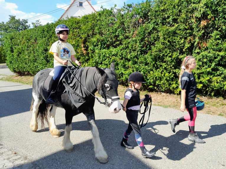 Reiterferien für Kinder - Sommer
