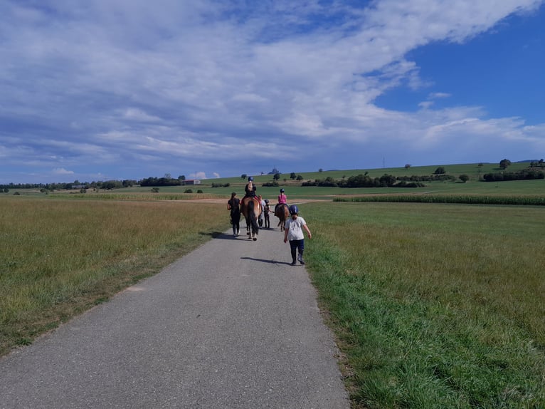 Reiterferien für Kinder - Sommer