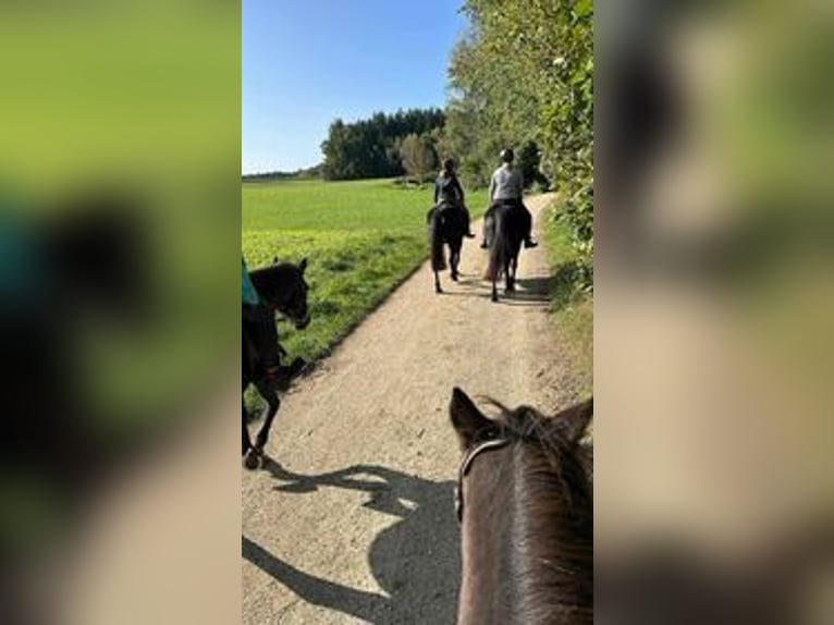 Reiterferien für Mädchen ab 10 Jahren. Fam. geführter Reiterhof in Mittelfranken.