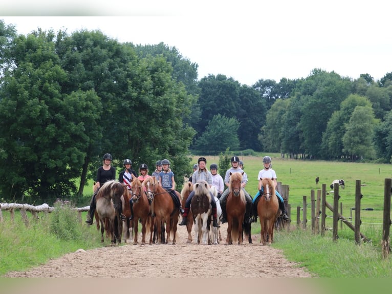 Reiterferien / Jugendreitercamps auf Islandpferden