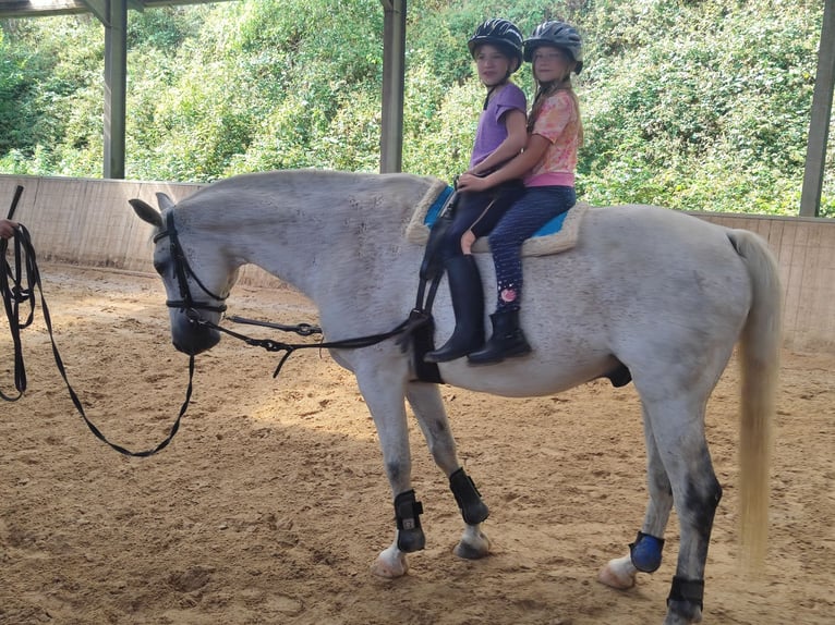 Reitferienplätze  im August und in den Herbstferien noch frei