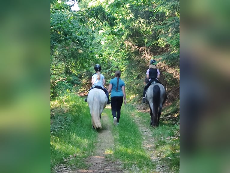 Reitferienplätze  im August und in den Herbstferien noch frei