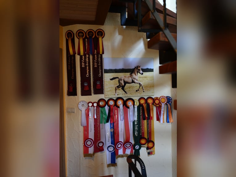 Unvergessliche Reiterferien auf dem Reitponygestüt