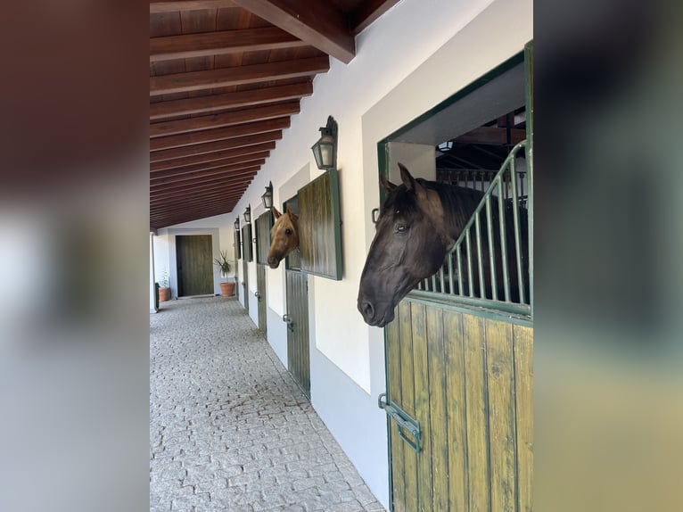 Reiterurlaub exklusiv auf unserem Lusitanogestüt 