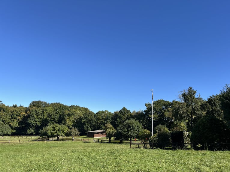 Urlaub in Scharbeutz/Ostsee mit deinem eigenen Pferd im Gästehaus Gestüt Rosenkamp