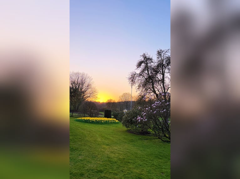 Urlaub in Scharbeutz/Ostsee mit deinem eigenen Pferd im Gästehaus Gestüt Rosenkamp