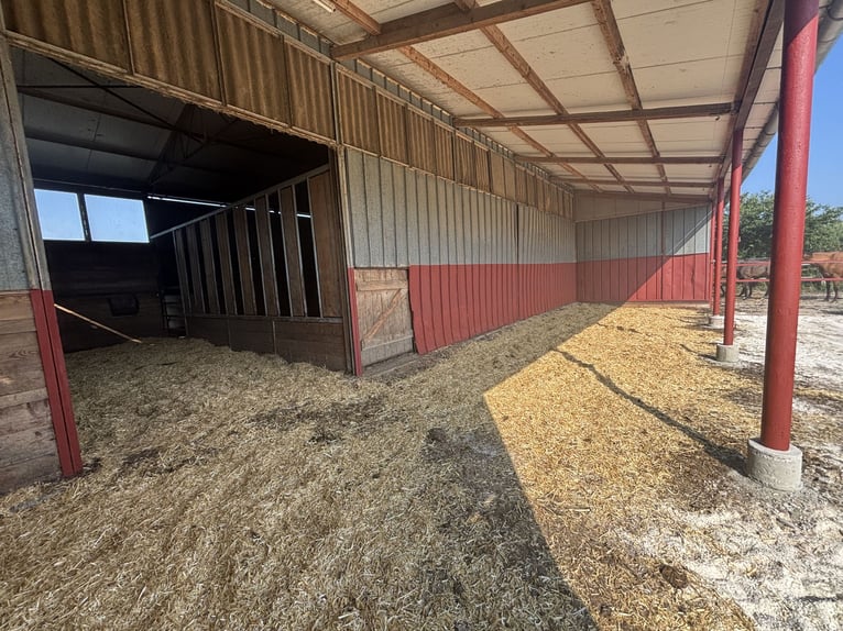Offenstall zu verpachten (komb. mit Innenstall)