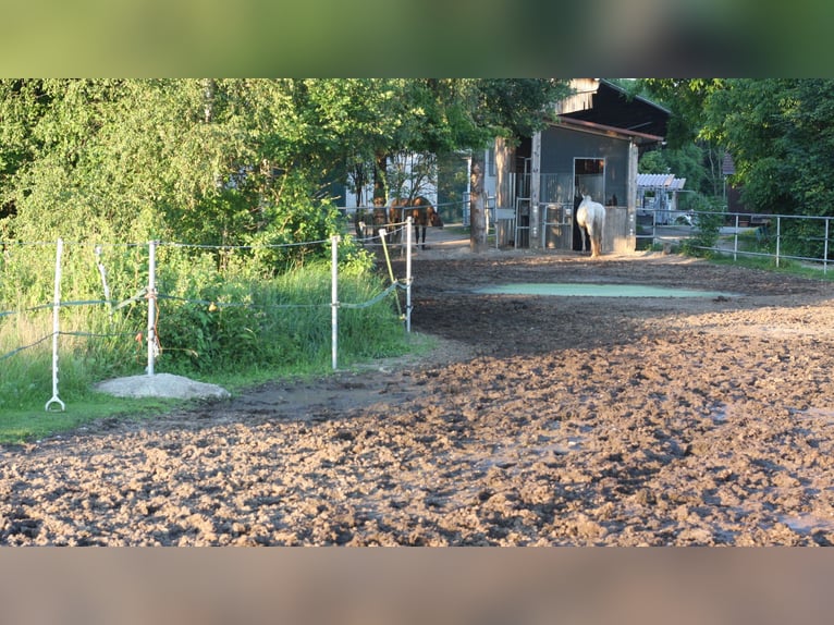 AktivStall am Holzgarten bei München in Dachau