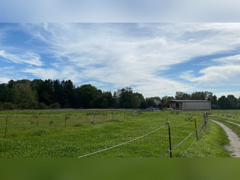 AktivStall am Holzgarten bei München in Dachau