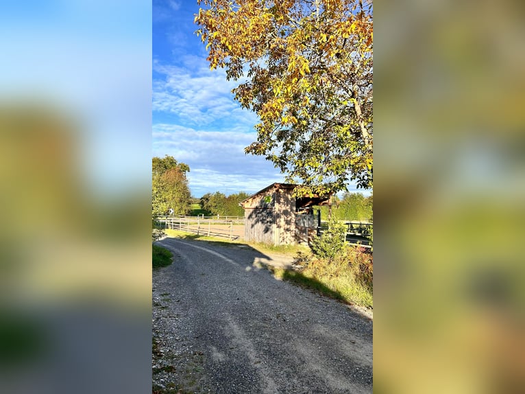 Aktivstall in 8577 Schönholzerswilen