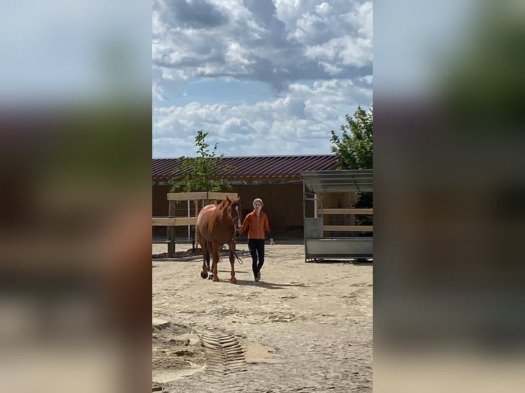Aktivstall mit 2 Reithallen, Paddockboxen