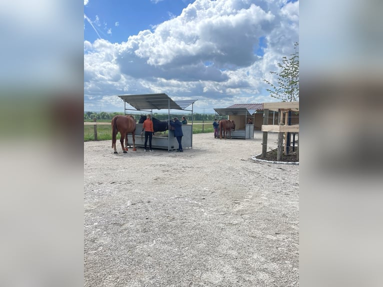 Aktivstall mit 2 Reithallen, Paddockboxen