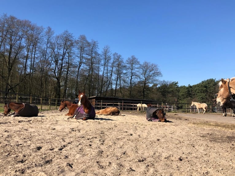 Aktivstall / Offenstallplatz auf gepflegter Reitanlage