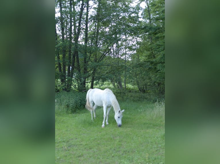 Ein Zuhause für alte Pferde