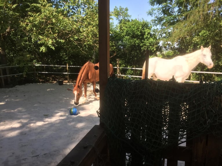 Gartengrundstück Mietgarten Pferde Offenstall Tierhaltung Anbau
