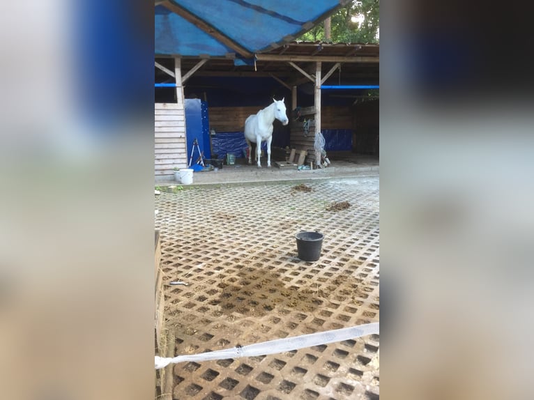Gartengrundstück Mietgarten Pferde Offenstall Tierhaltung Anbau