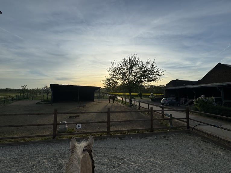 Moderne Reitanlage hat 2 Aktivstallplätze und 1 Box frei!