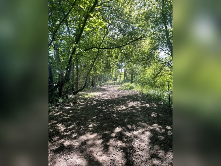 Offenstall/Paddocktrail Platz frei