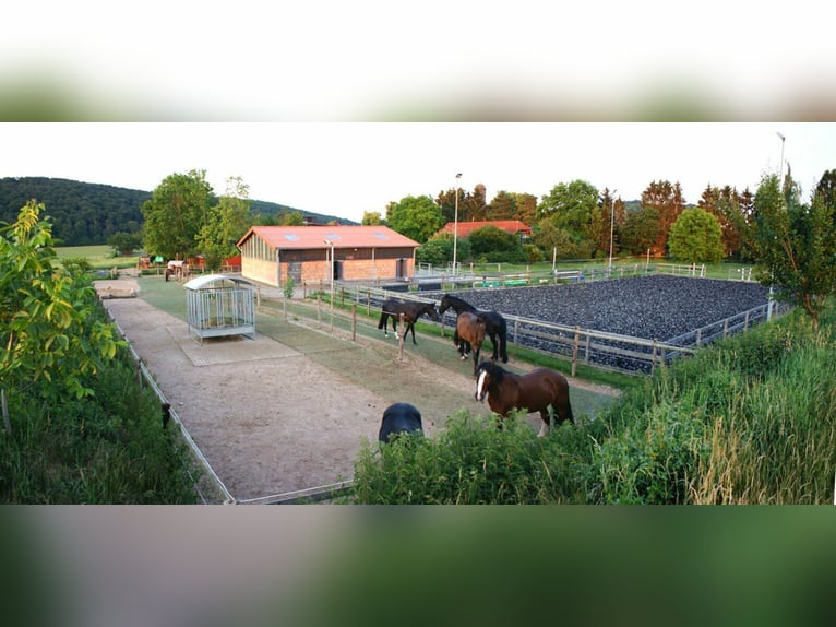 Platz in kleinem, privaten Bewegungsstall - Nähe Göttingen/Witzenhausen