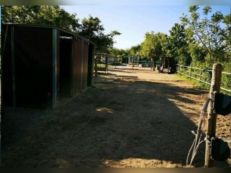 Selbstversorger Offenstall zur Pacht für 6 Pferde Weiden Eltville