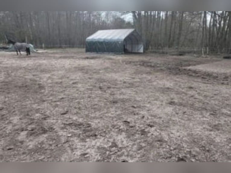 Stallplatz Offenstall/Trail/Aktivstall