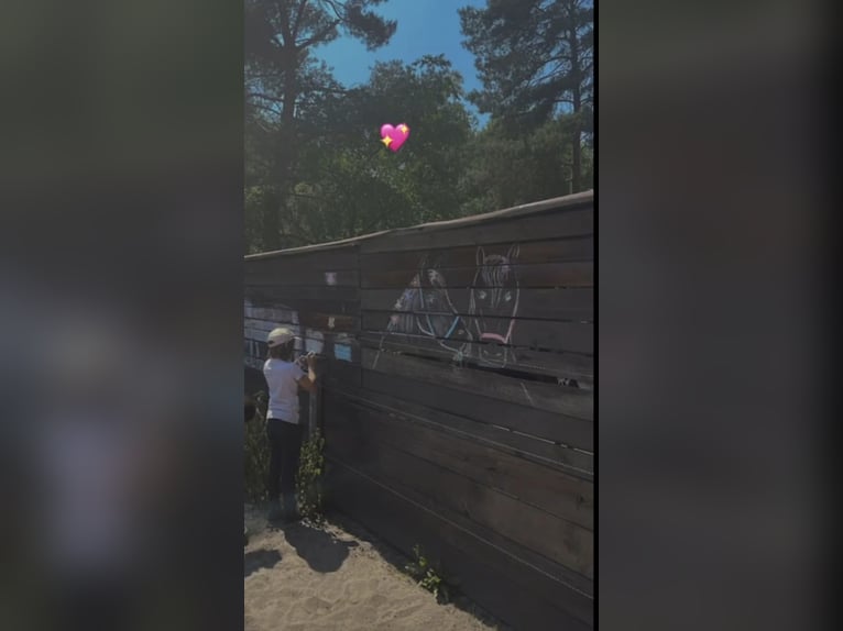 Stallplatz Offenstall/Trail/Aktivstall