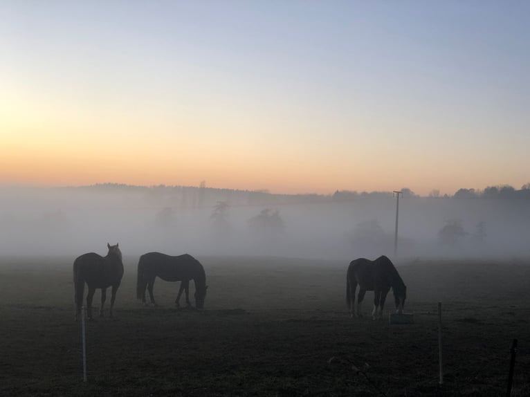Artgerechte Fohlenaufzucht in 36355 Grebenhain