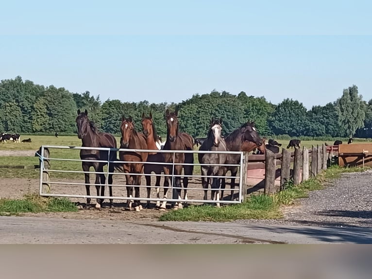 Aufzucht für Stuten an der Nordseeküste