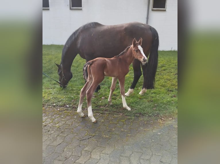 Aufzucht Platz für Stut und Hengstfohlen 