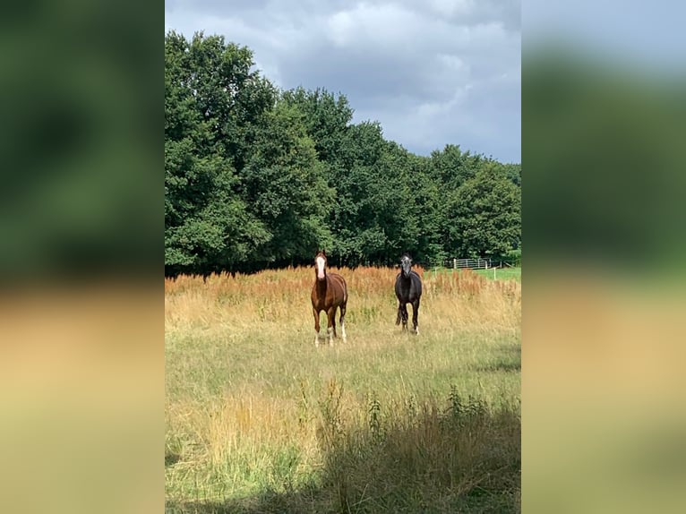 Aufzucht Platz für Stut und Hengstfohlen 