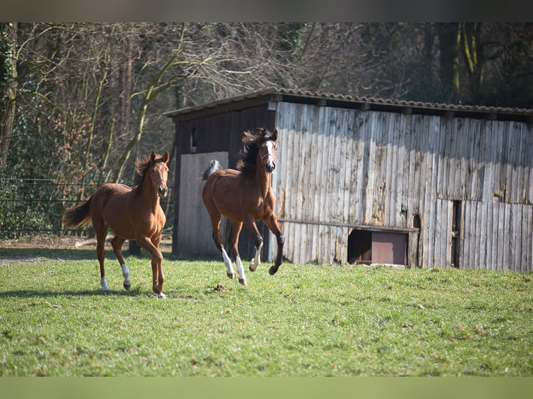 Aufzucht Platz für Stut und Hengstfohlen 