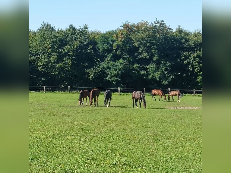 Aufzucht Platz für Stut und Hengstfohlen 