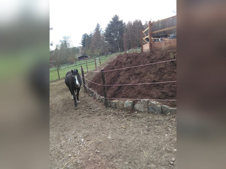 Aufzucht Pony Stutfohlen