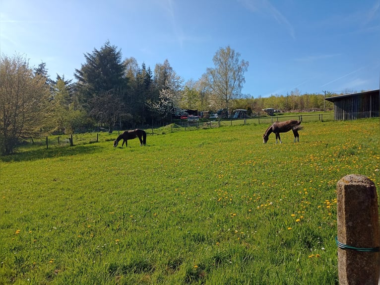 Aufzucht Pony Stutfohlen